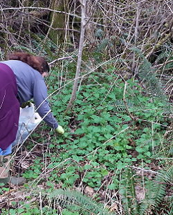 Stinging nettles: A weed worth welcoming!