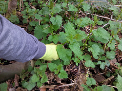 How do I identify Stinging Nettle?