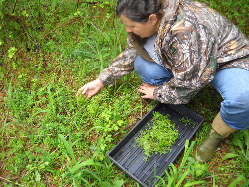 Picking Cleavers on our Farmstead