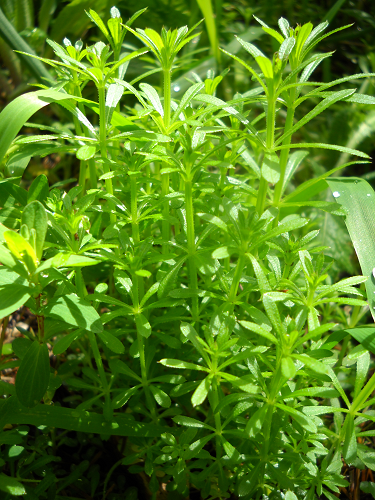 Cleavers in Elbe, WA