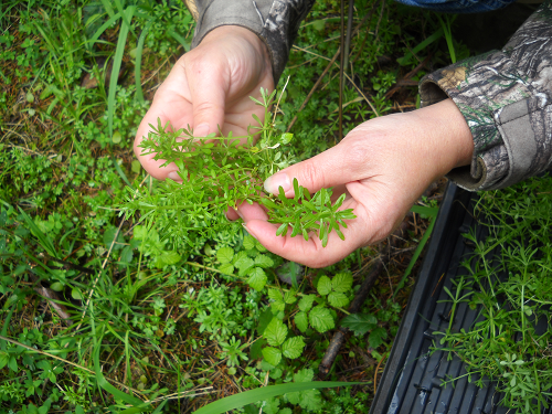 Picking Cleavers