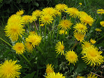 A Spring Blessing...Dandelions