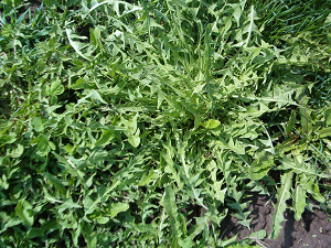 Dandelion Leaf