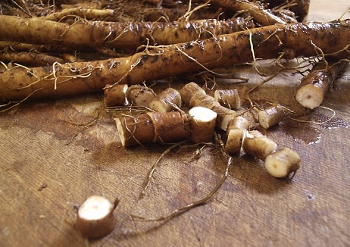 Cleaned, cut and sifted Dandelion Root