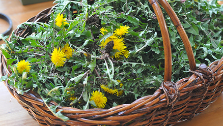 Dandelion Harvest