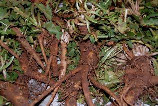 Freshly picked Dandelion plants