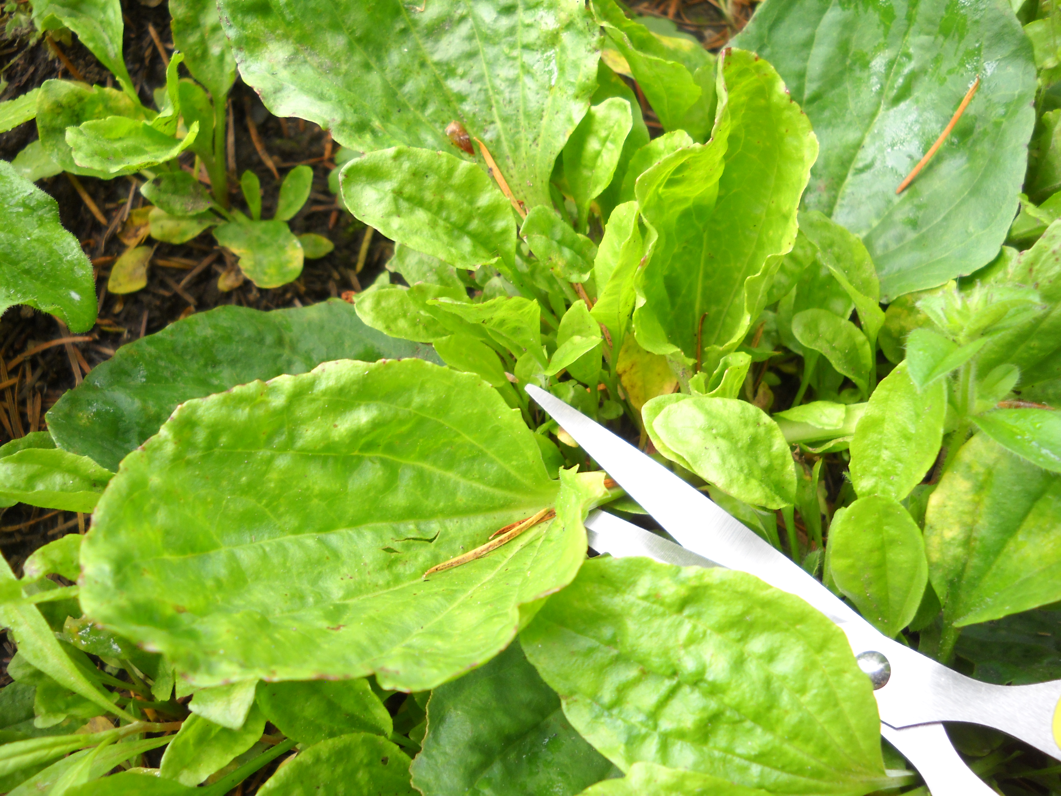 Plantain Leaf Harvesting