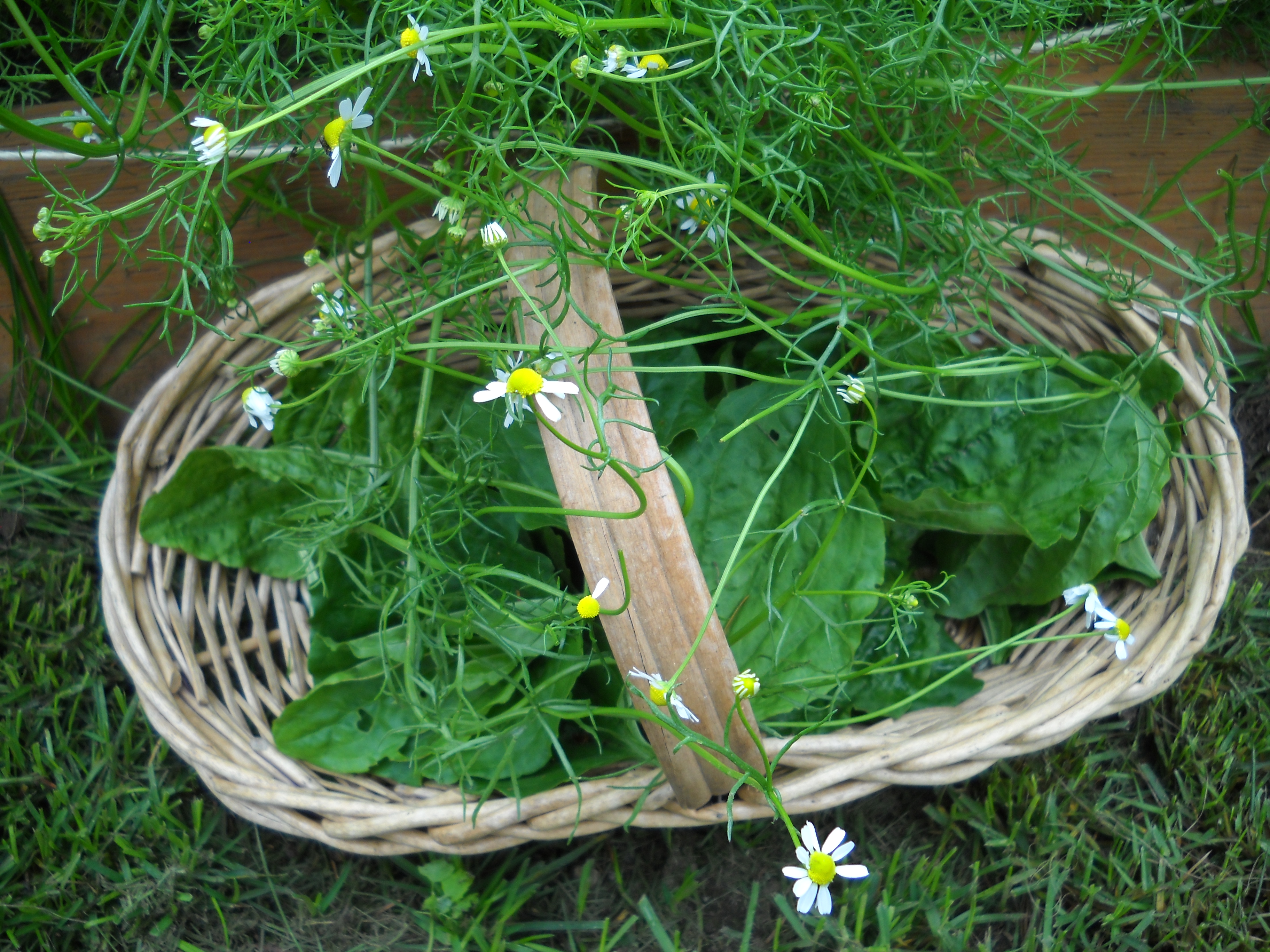 Harvesting Plantain Leaf