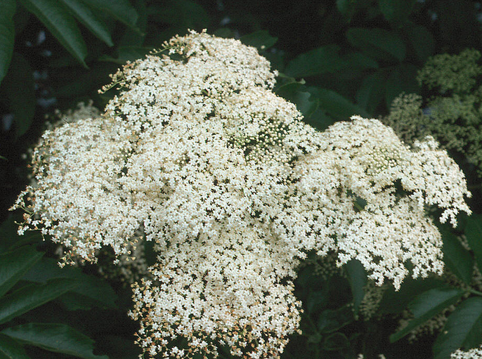 Elderflower (Sambucus caerulea)