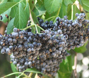 Elderberry (Sambucus caerulea)