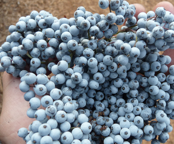 Elderberries