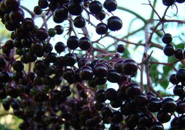 Elderberries (Sambucus nigra)