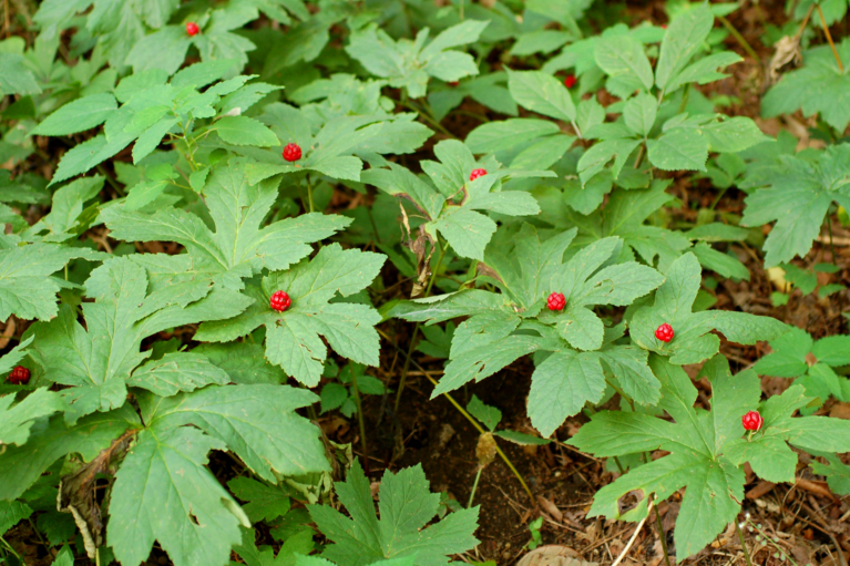 Goldenseal Root - Mountain Maus Remedies