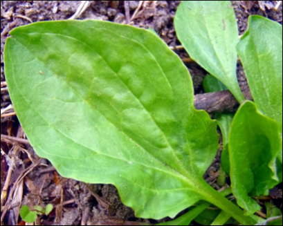 What Plantain Leaf Looks Like