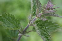 How do I identify Stinging Nettle?