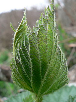 What part of the Nettle plant do I harvest?