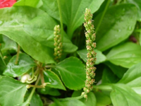 Plantain Leaf Seeds