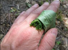 Make a poultice out of Plantain Leaf