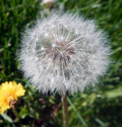 A Spring Blessing…Dandelions 
